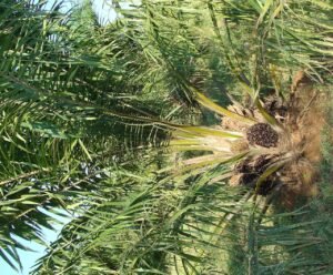 oil palm, fruit bunch, tree, nature, vegetable oil, horticulture, karnataka, india, green vegetables