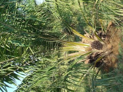 oil palm, fruit bunch, tree, nature, vegetable oil, horticulture, karnataka, india, green vegetables